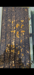 Honey bees covering frames in a healthy nucleus colony at Dee Valley Honey Co.