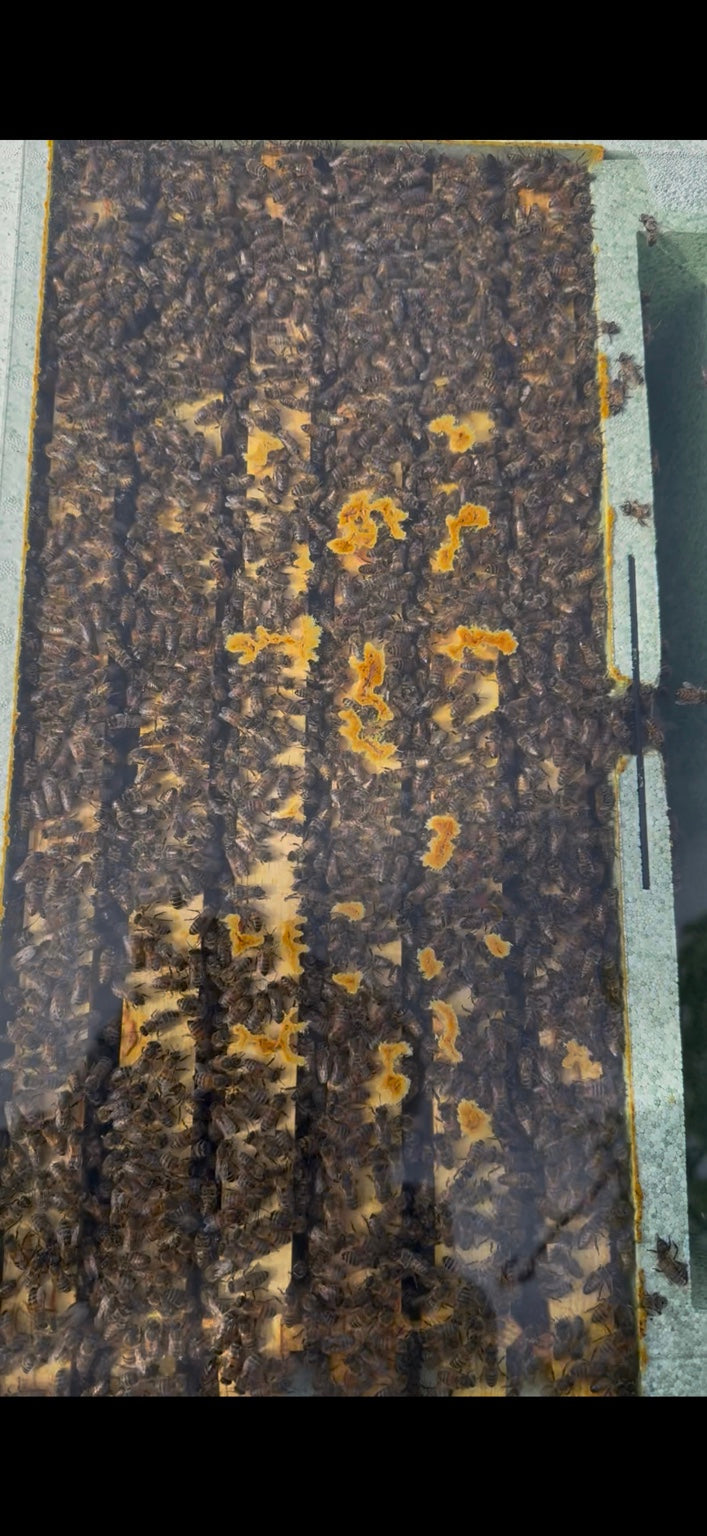 Honey bees covering frames in a nucleus colony